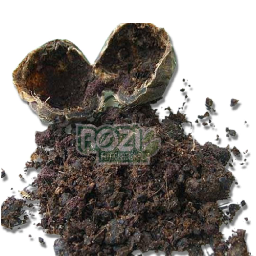 deer musk without pod deer musk without pod